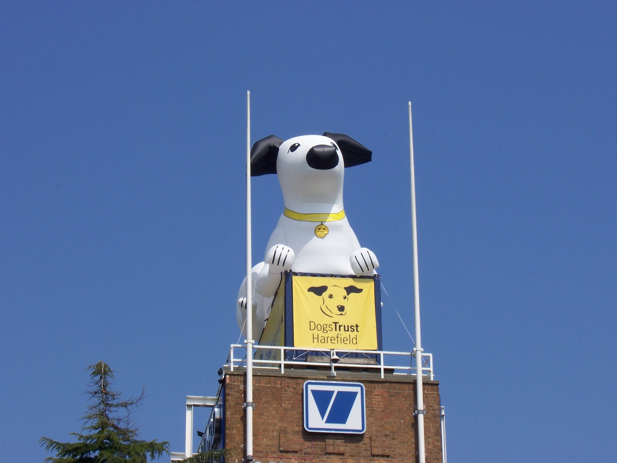 Dogs Trust Huge Inflatable on top of building