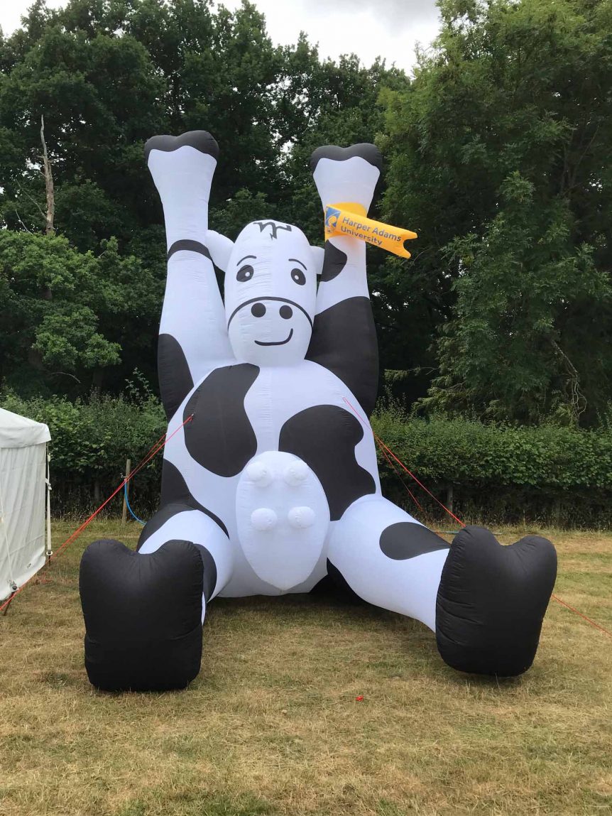 Large inflatable black and white cow with udder